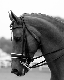 Fine Art Equine images